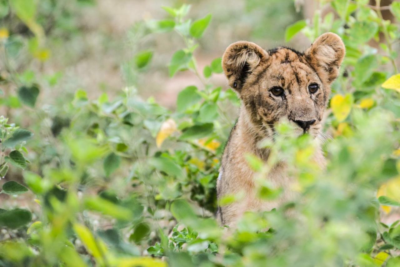 Marataba Safari Lodge Hartbeestfontein Eksteriør bilde